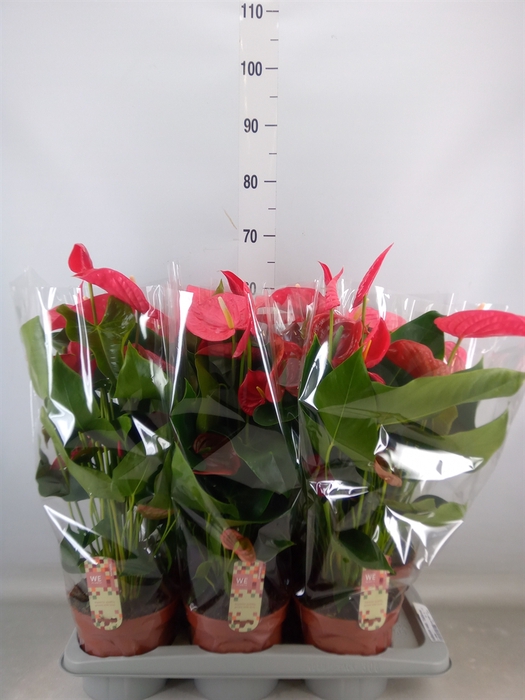 <h4>Anthurium andr. 'California'</h4>