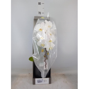 Phalaenopsis   ...white