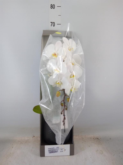 <h4>Phalaenopsis   ...white</h4>
