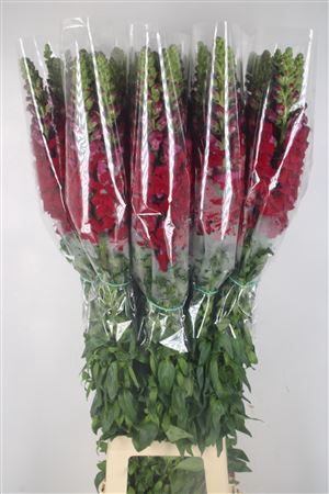 <h4>Antirrhinum Fr. Red Ex</h4>