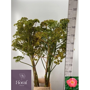 FOENICULUM VULGARE