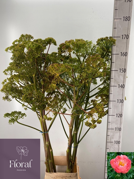 <h4>FOENICULUM VULGARE</h4>
