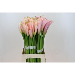 Zantedeschia Eydolls Salmon