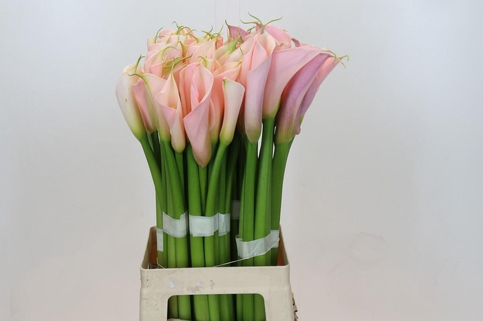 Zantedeschia Eydolls Salmon