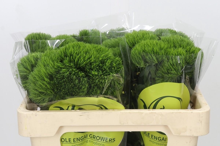<h4>Dianthus Br Kiwi Mellow</h4>