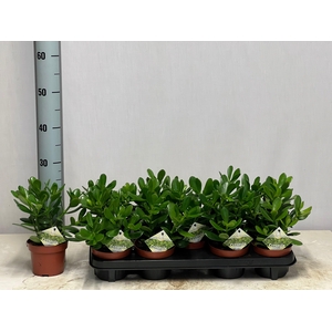 CRASS OVATA