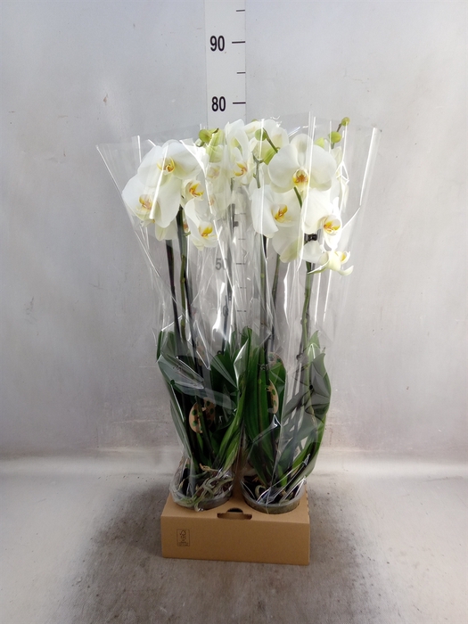 <h4>Phalaenopsis   ...white</h4>