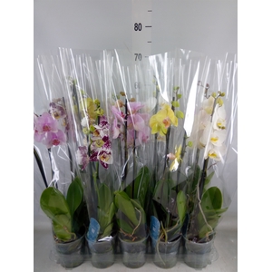 Phalaenopsis   ...mix  5