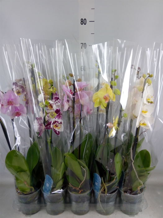 <h4>Phalaenopsis   ...mix  5</h4>