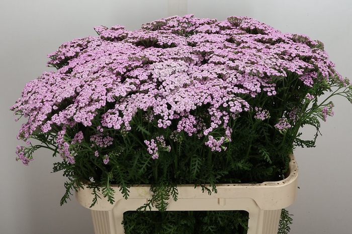 <h4>Achil M Lilac Beauty</h4>