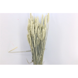 Dried Triticum X5 White Bunch