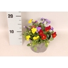 Viola cornuta 13 cm Trio Yellow, Yellow red wing, Red