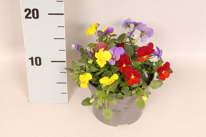 Viola cornuta 13 cm Trio Yellow, Yellow red wing, Red