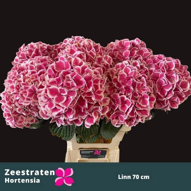 <h4>HYDR M MAG LINN</h4>