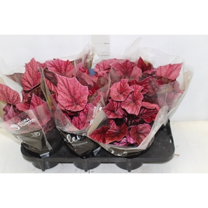 BEGONIA BELEAF INCA FLAME P15 PO