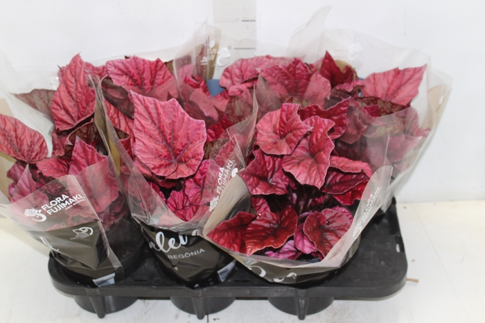 <h4>BEGONIA BELEAF INCA FLAME P15 PO</h4>