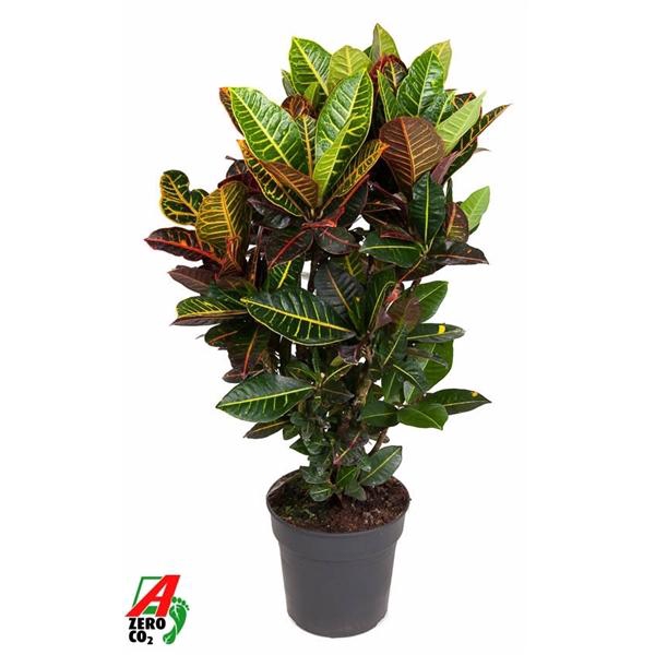 <h4>Codiaeum variegatum grootbladig 'Petra'</h4>