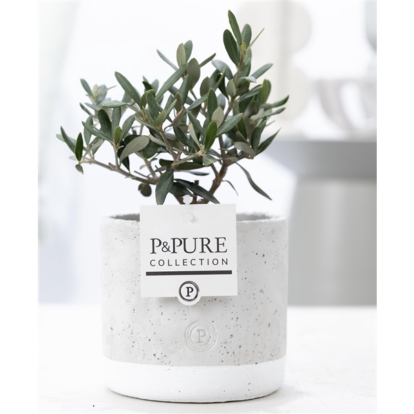 Olea Europaea in P&PURE Jade ceramics