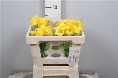 <h4>Zant Monte Carlo</h4>