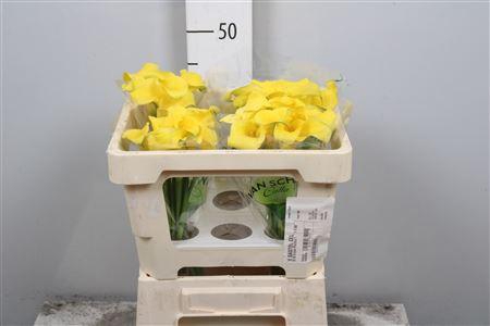 <h4>Zant Monte Carlo</h4>