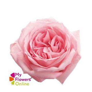 R Gr Pink O Hara Pink 50cm EC