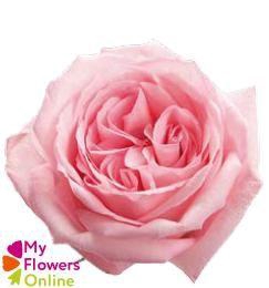 <h4>R Gr Pink O Hara Pink 50cm EC</h4>