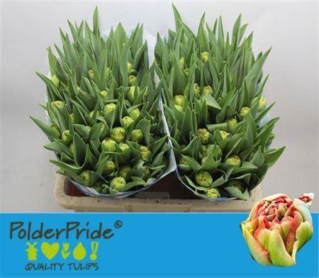 <h4>Tu Du Limerick</h4>