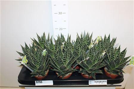 <h4>Aloe Tiki Tahi</h4>
