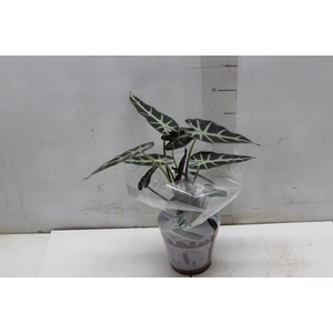 ALOCASIA PICOLLINI P12