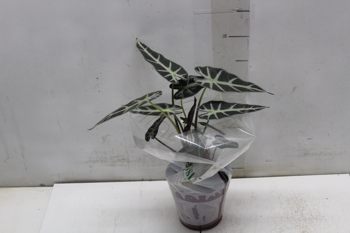 <h4>ALOCASIA PICOLLINI P12</h4>
