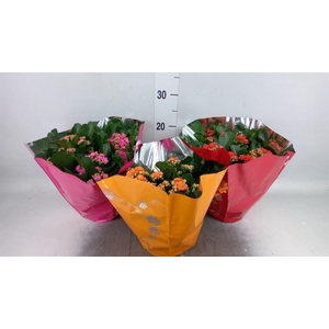 Kalanchoe blos. 'Perfecta'  ..mix 5