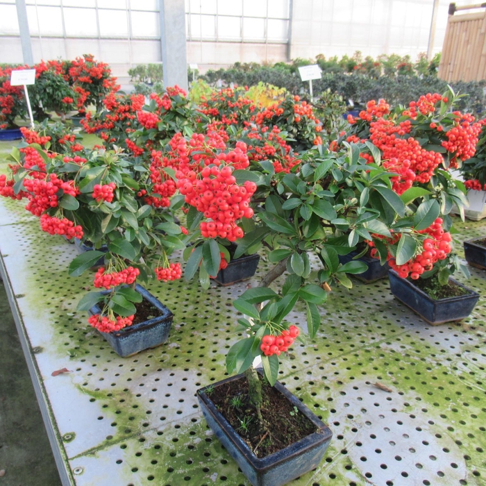 <h4>Pyracantha angustifolia 15cm.</h4>