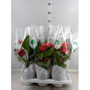 Anthurium andr. 'Madural'