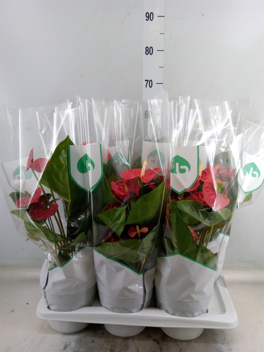 <h4>Anthurium andr. 'Madural'</h4>