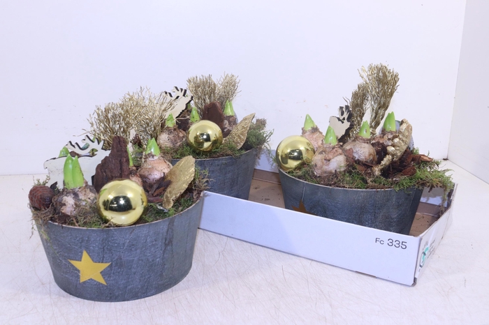 <h4>ARR HYACINTH</h4>