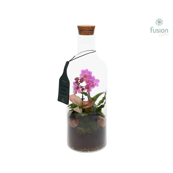<h4>Arrangementen Phalaenopsis mt H%</h4>