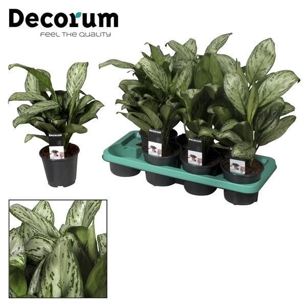 <h4>Aglaonema Maria Christina (Decorum)</h4>