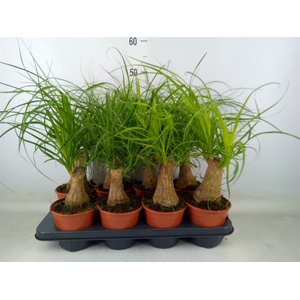 Beaucarnea recurvata