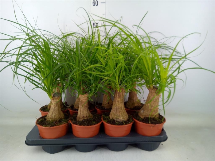 <h4>Beaucarnea recurvata</h4>