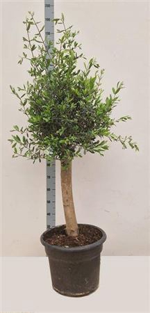 <h4>Olea Europaea Xl</h4>