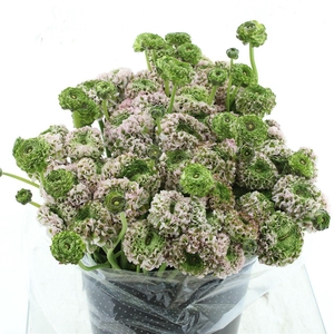 Ran Ponpon Sr Kendy Rosa Super