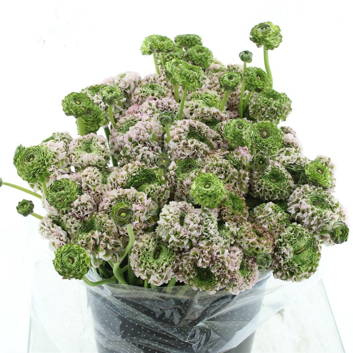 <h4>Ran Ponpon Sr Kendy Rosa Super</h4>