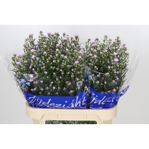 Aster Claudia