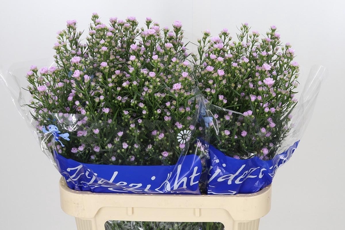 <h4>Aster Claudia</h4>