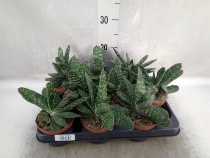 Gasteria  'Amour'