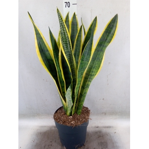 Sansevieria trifa. 'Laurentii'
