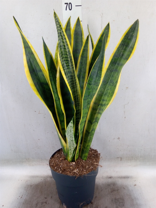 <h4>Sansevieria trifa. 'Laurentii'</h4>
