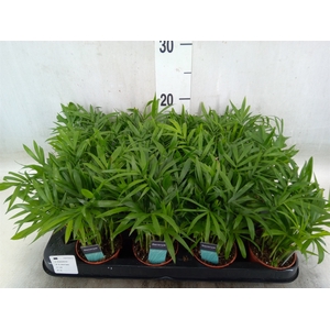Chamaedorea elegans