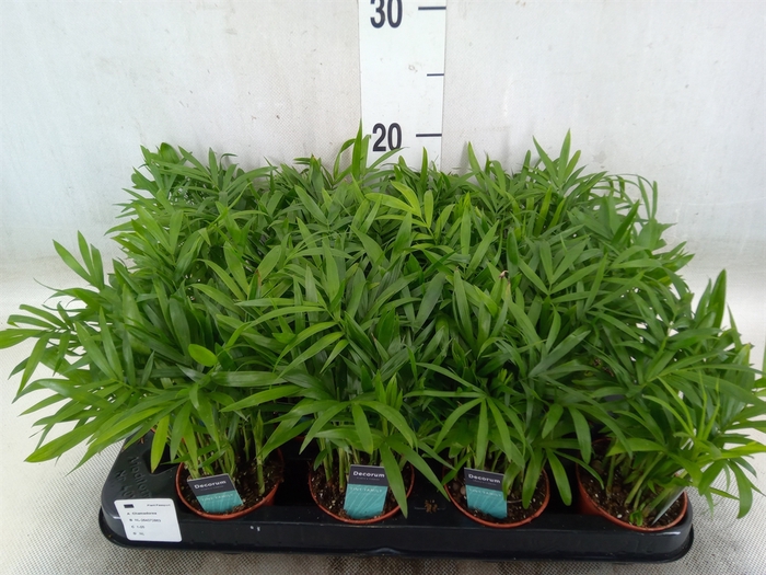 <h4>Chamaedorea elegans</h4>