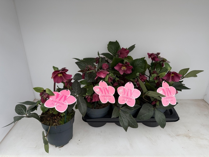 <h4>HELL VIV SCARLETTA</h4>